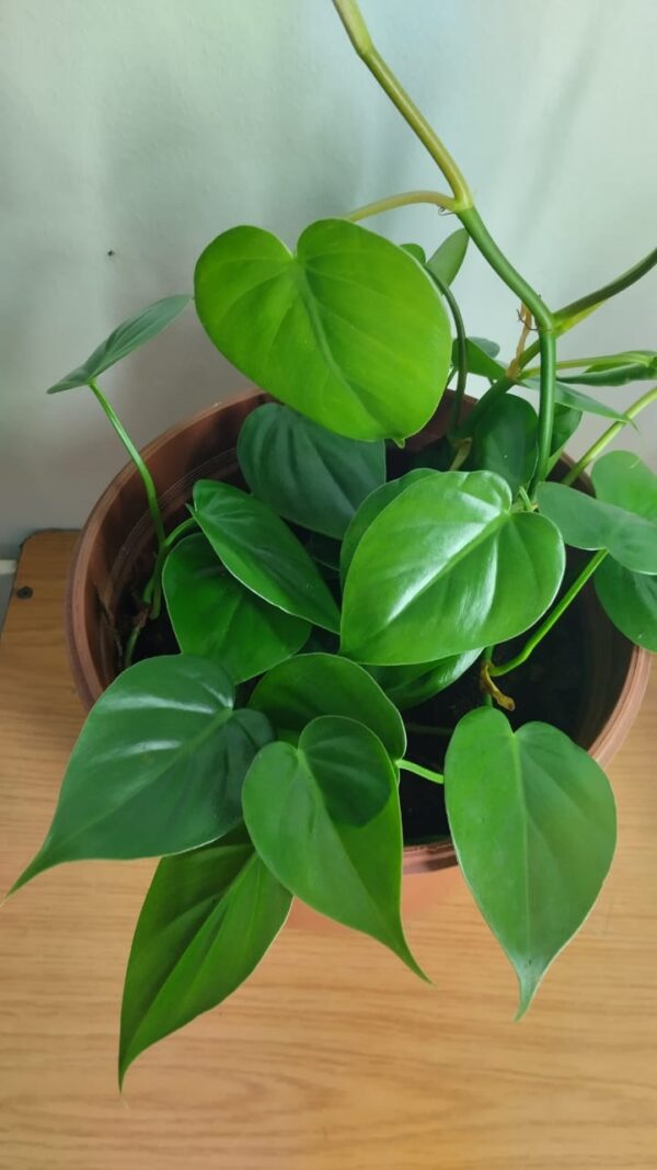 Philodendron Scandens – Heartleaf Philodendron - Image 6