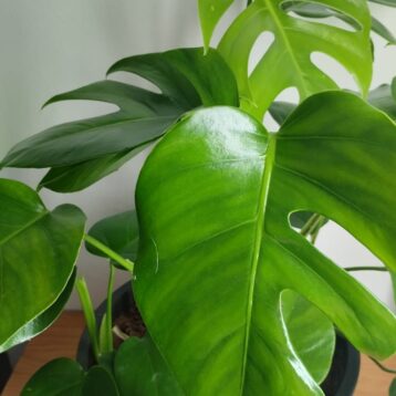 Monstera Deliciosa – Natural Indoor Plant