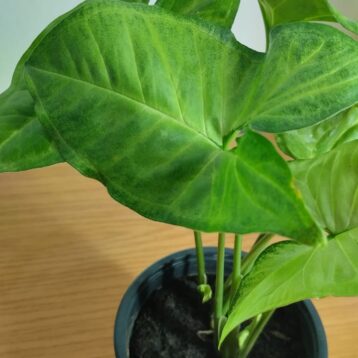 Syngonium Podophyllum - Arrowhead Plant