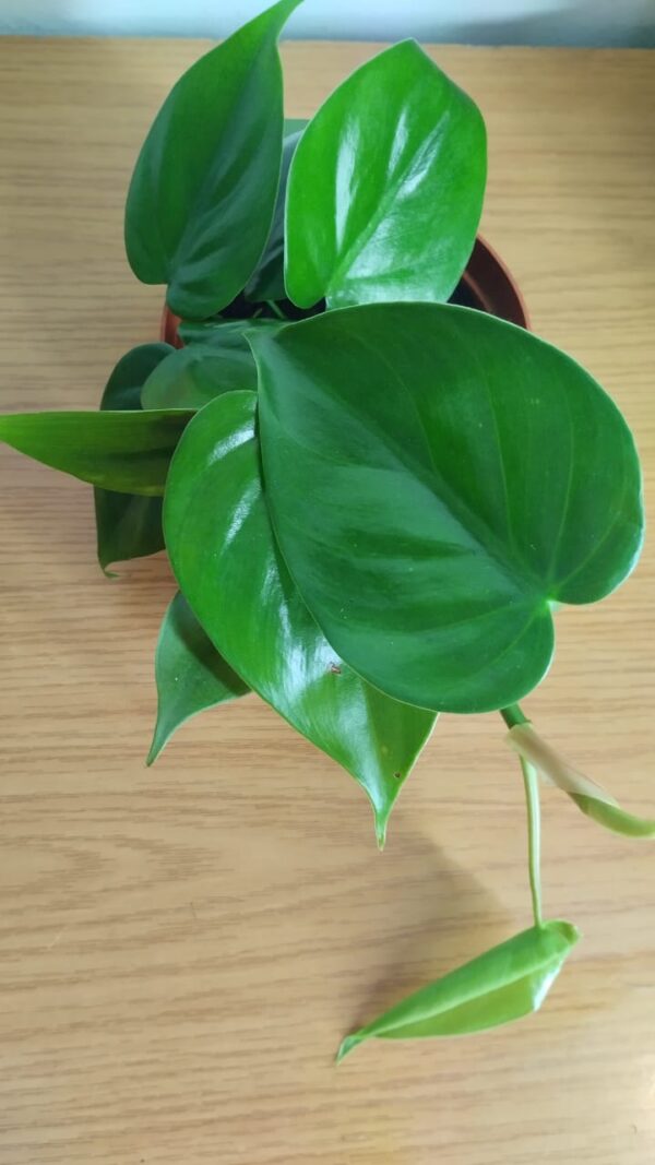Philodendron Scandens – Heartleaf Philodendron