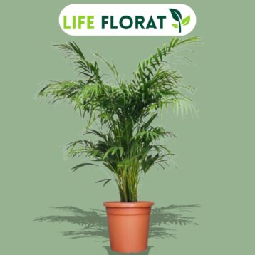 Areca Palm