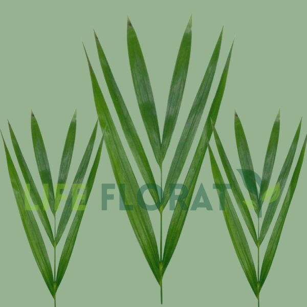 Areca Palm - Image 3