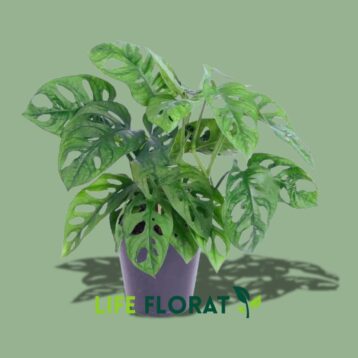 Monstera Adansonii