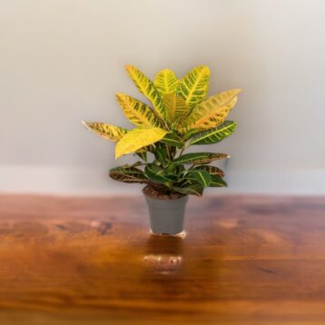 (Codiaeum Variegatum Pictum) demi ombre