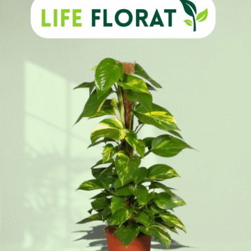Golden Pothos