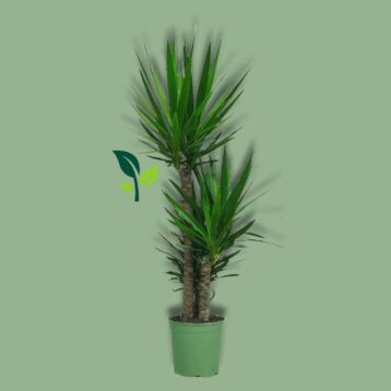 Yucca